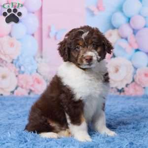 Casper, Mini Aussiedoodle Puppy